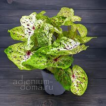 Растение ⌀ 12 Caladium 'MISS MUFFET' (Каладиум)