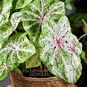 Растение ⌀ 12 Caladium 'MISS MUFFET' (Каладиум) 3