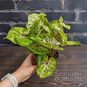 Растение ⌀ 12 Caladium 'MISS MUFFET' (Каладиум) 4