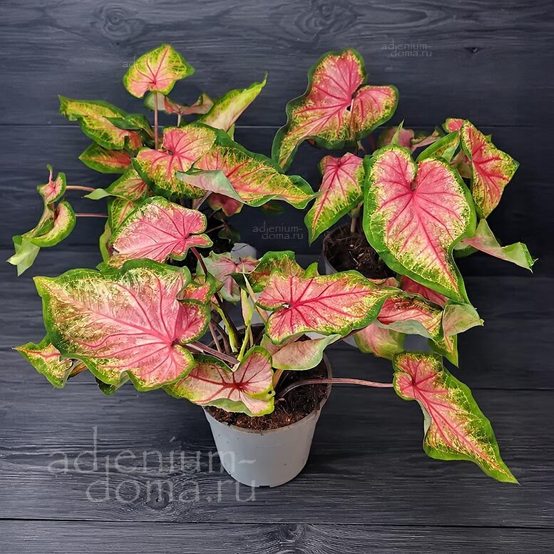 Растение ⌀ 12 Caladium 'FLORIDA SWEETHEART' (Каладиум)