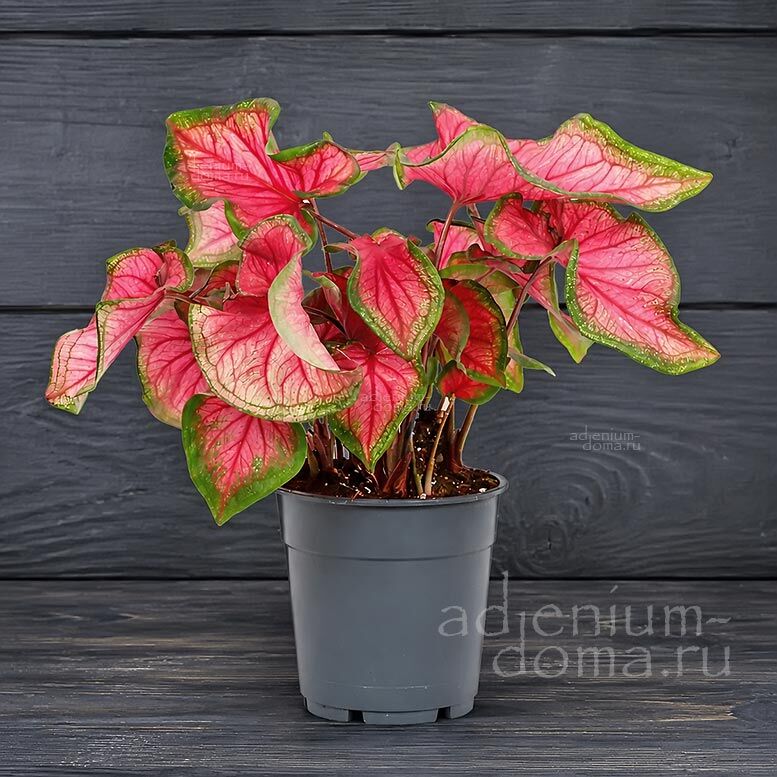 Caladium FLORIDA SWEETHEART Angel Wings Lance Leaf Pink Каладиум Флорида Свитхарт Флоридское сердечко Любимчик Флориды 2