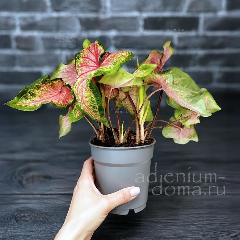 Caladium FLORIDA SWEETHEART Angel Wings Lance Leaf Pink Каладиум Флорида Свитхарт Флоридское сердечко Любимчик Флориды 3
