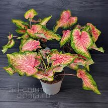 Растение ⌀ 12 Caladium 'FLORIDA SWEETHEART' (Каладиум)