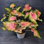 Растение ⌀ 12 Caladium 'FLORIDA SWEETHEART' (Каладиум) 2