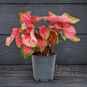 Растение ⌀ 12 Caladium 'FLORIDA SWEETHEART' (Каладиум) 3
