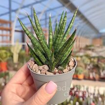 Растение ⌀ 6 Sansevieria FRANCISII (Шагающая Сансевьера)