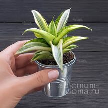 Растение ⌀ 6 Sansevieria GABRIELLA Variegata (Сансевьера, Сансевиерия)