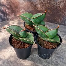 Растение ⌀ 8 Sansevieria ALMOND SILVER (Сансевьера, Сансевиерия)