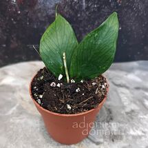 Растение ⌀ 6 Hoya POLYNEURA (Хойя 'Рыбий хвост')