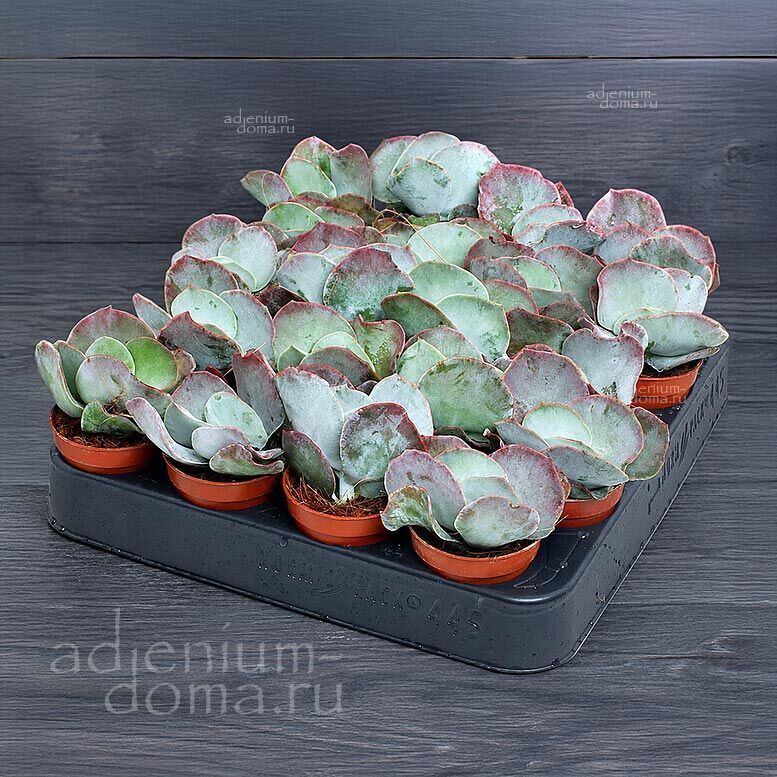 Cotyledon ORBICULATA RED FLAME Котиледон круглолистный Красное пламя Орбикулата Ред Флейм 2