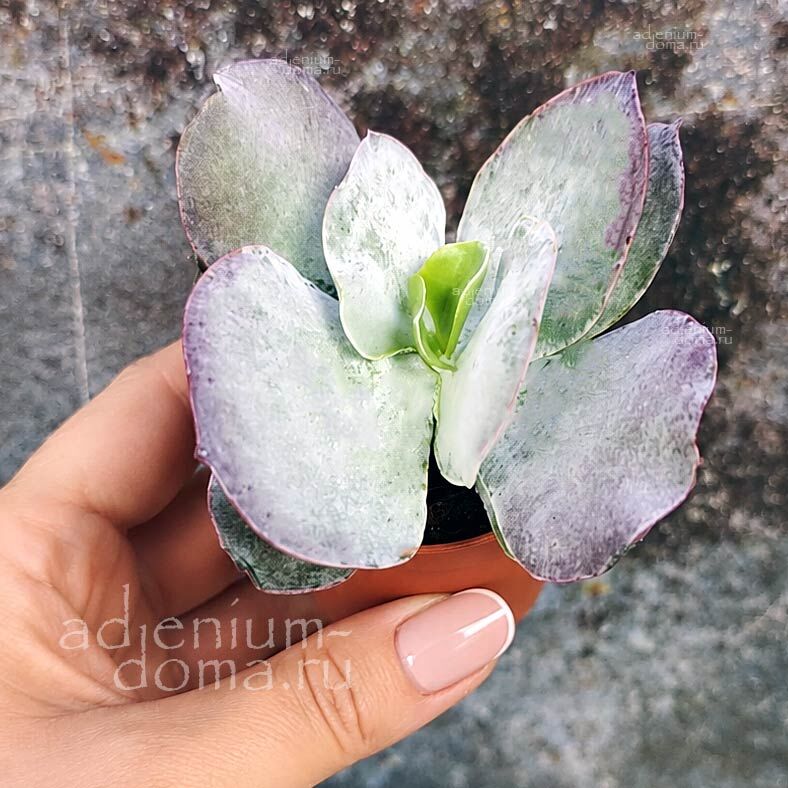 Cotyledon ORBICULATA RED FLAME Котиледон круглолистный Красное пламя Орбикулата Ред Флейм 3