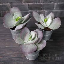 Растение ⌀ 5 Cotyledon ORBICULATA 'RED FLAME' (Котиледон)