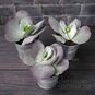 Растение ⌀ 5 Cotyledon ORBICULATA 'RED FLAME' (Котиледон) 2