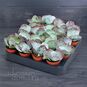 Растение ⌀ 5 Cotyledon ORBICULATA 'RED FLAME' (Котиледон) 3