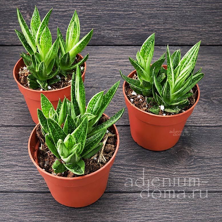 Gasteria KALEIDOSCOPE Variegated Ox Tongue Гастерия Калейдоскоп вариегатная Бычий язык 3