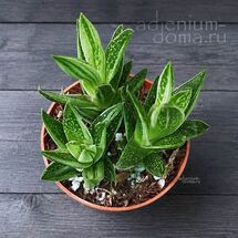 Растение ⌀ 6 Gasteria 'KALEIDOSCOPE' (Гастерия 'Бычий язык')
