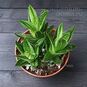 Растение ⌀ 6 Gasteria 'KALEIDOSCOPE' (Гастерия 'Бычий язык') 2