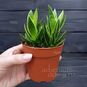 Растение ⌀ 6 Gasteria 'KALEIDOSCOPE' (Гастерия 'Бычий язык') 3