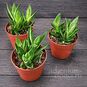 Растение ⌀ 6 Gasteria 'KALEIDOSCOPE' (Гастерия 'Бычий язык') 4