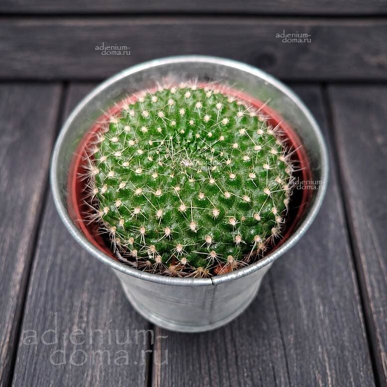 Растение Rebutia VIOLACIFLORA Crown Cactus Ребуция фиалкоцветковая Виолацифлора 3