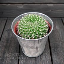 Растение ⌀ 5 Rebutia VIOLACIFLORA (Ребуция)