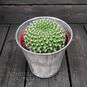 Растение ⌀ 5 Rebutia VIOLACIFLORA (Ребуция) 2