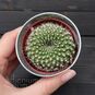 Растение ⌀ 5 Rebutia VIOLACIFLORA (Ребуция) 3