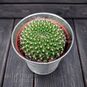 Растение ⌀ 5 Rebutia VIOLACIFLORA (Ребуция) 4