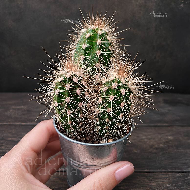 Растение Pachycereus PRINGLEI Cardon Elephant Cactus Пахицериус Прингла Слоновый кактус 2