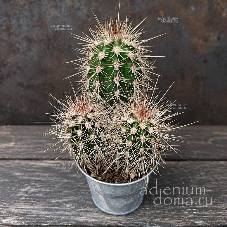 Растение Pachycereus PRINGLEI Cardon Elephant Cactus Пахицериус Прингла Слоновый кактус 3