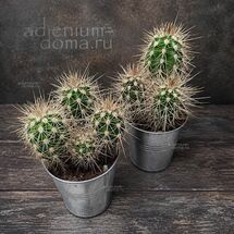 Растение ⌀ 5 Pachycereus PRINGLEI (Пахицериус)