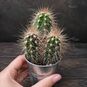 Растение ⌀ 5 Pachycereus PRINGLEI (Пахицериус) 3