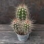 Растение ⌀ 5 Pachycereus PRINGLEI (Пахицериус) 4