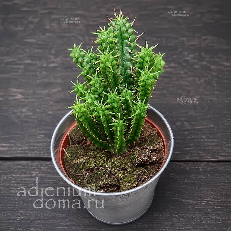 Растение Euphorbia SUBMAMILLARIS Corn Cob Spurge Молочай сосочковый Кукурузный Эуфорбия Субмаммиллярис 3