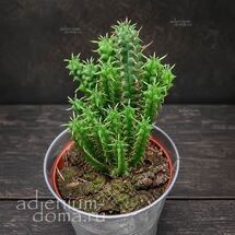 Растение ⌀ 5 Euphorbia SUBMAMILLARIS (Молочай, Эуфорбия)