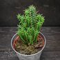 Растение ⌀ 5 Euphorbia SUBMAMILLARIS (Молочай, Эуфорбия) 2