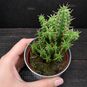 Растение ⌀ 5 Euphorbia SUBMAMILLARIS (Молочай, Эуфорбия) 3