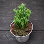 Растение ⌀ 5 Euphorbia SUBMAMILLARIS (Молочай, Эуфорбия) 4