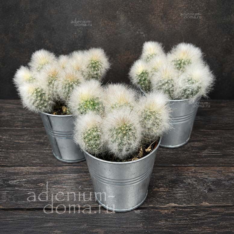 Espostoopsis DYBOWSKII Эспостоопсис Дыбовского Дибовски 4