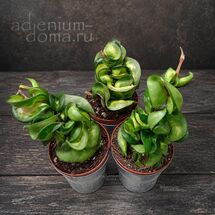 Растение ⌀ 6 Hoya COMPACTA 'MAUNA LOA' (Хойя)