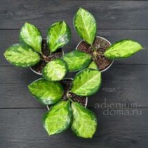 Растение ⌀ 6 Hoya AUSTRALIS TRICOLOR (Хойя)