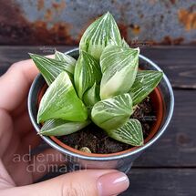 Растение ⌀ 5 Haworthia RETUSA 'WHITE GHOST' (Хавортия)