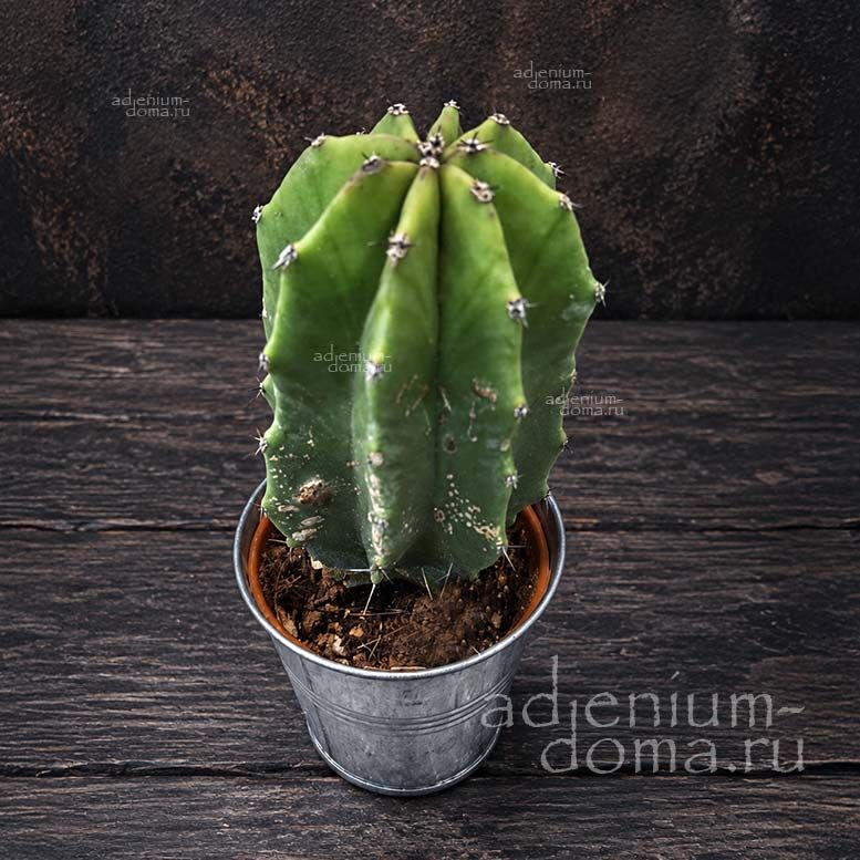 Растение Cactus MIX Кактус Микс 3