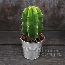 Растение ⌀ 5 Cactus MIX VI (Кактус)