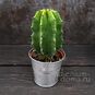 Растение ⌀ 5 Cactus MIX VI (Кактус) 2