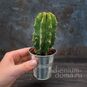 Растение ⌀ 5 Cactus MIX VI (Кактус) 3