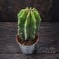 Растение ⌀ 5 Cactus MIX VI (Кактус) 4