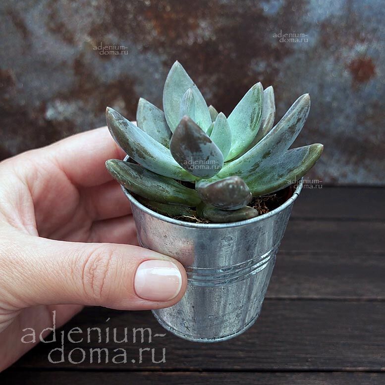 Растение Pachyveria BLUE MIST Sedeveria Пахиверия Синий туман Седеверия Блю Мист 3