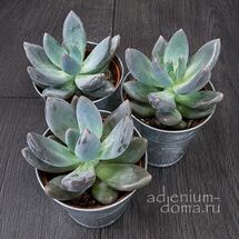 Растение ⌀ 5 Pachyveria BLUE MIST (Пахиверия)