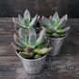 Растение ⌀ 5 Pachyveria BLUE MIST (Пахиверия) 3